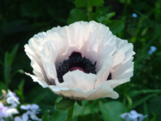 Papaver orientale 'Perry's White'Oosterse papaver, Reuzenpapaver bestellen